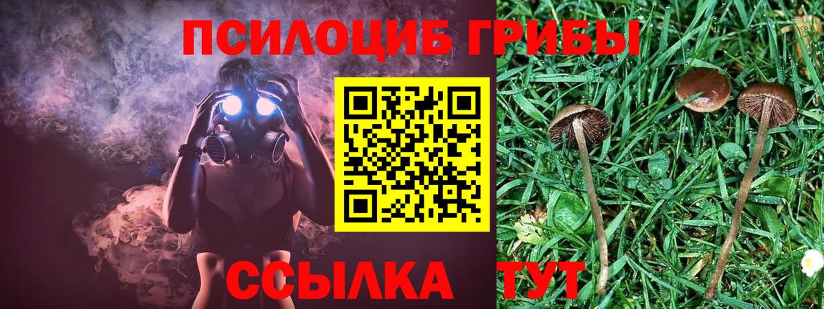 Псилоцибиновые грибы Psilocybe Волоколамск